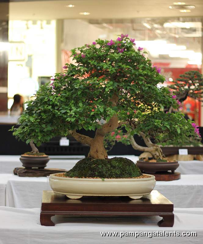 Bougainvillea Bonsai Informal upright