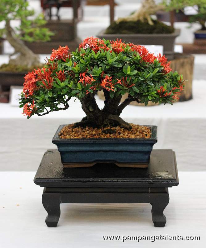 Santan Bonsai Twin trunk