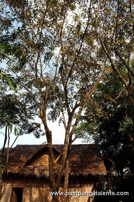 Narra Tree