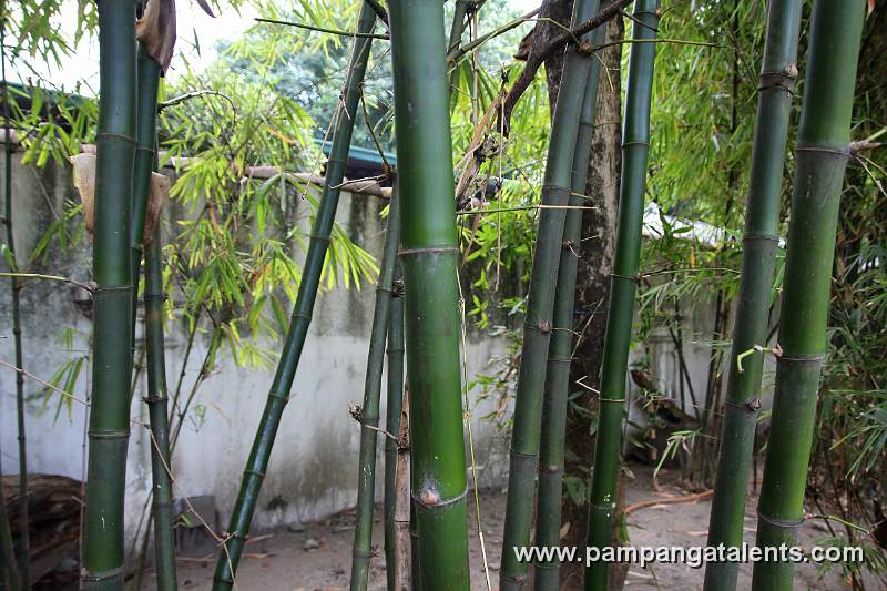 Bikal Bamboo (Dinochloa diffusum)