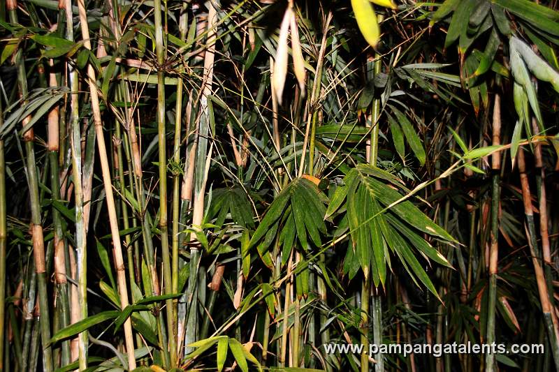 Boho Bamboo (Schizostachyum lumampao)