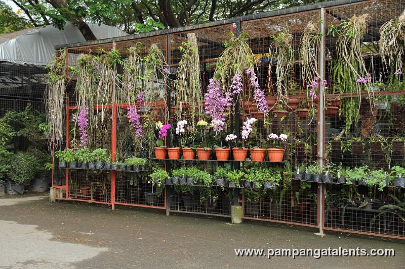 Yellow Mokara orchids flower in Euanthe Sanderiana flowering plant