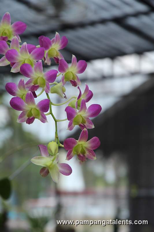 Yellow Mokara orchids flower in Euanthe Sanderiana flowering plant