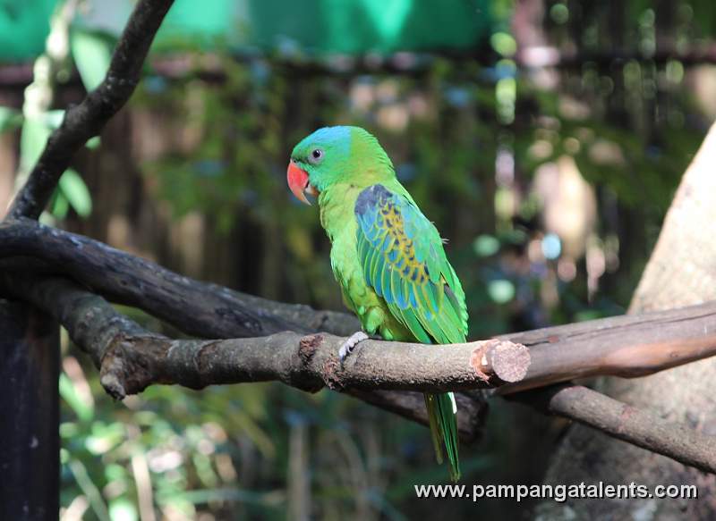 Philippines Blue-Naped Parrot - Tanygnathus Lucionensis