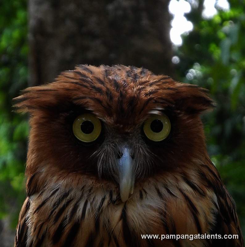 Philippine Eagle Owl (Bubo philippensis)