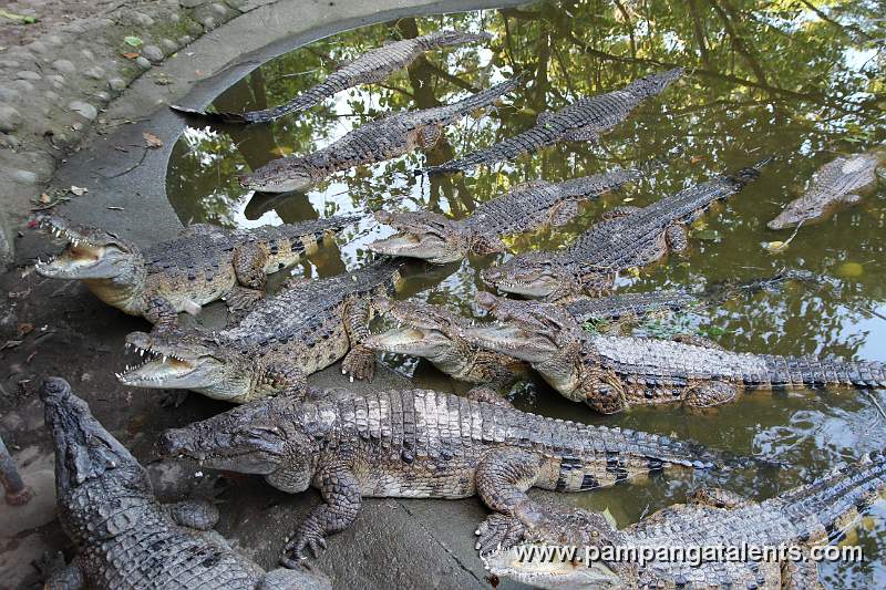 Philippine crocodile (Crocodylus mindorensis) - Mindoro crocodile or the Philippine freshwater crocodile