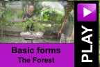 PLAY Basic forms The Forest