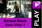 PLAY Bonsai Basic Basic Video 1