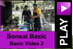 PLAY Bonsai Basic Basic Video 2
