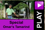 PLAY Special Omar’s Tamarind