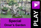 PLAY Special Omar’s Garden