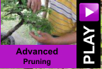 PLAY Advanced Pruning