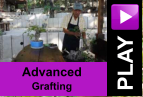 PLAY Advanced Grafting