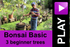 PLAY Bonsai Basic 3 beginner trees