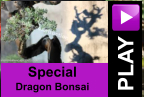 PLAY Special Dragon Bonsai