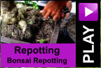 PLAY Repotting  Bonsai Repotting