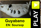 PLAY Guyabano EN: Soursop