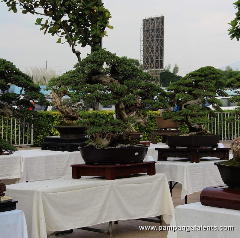 Twintrunk - Bantigue Philippines Bonsai