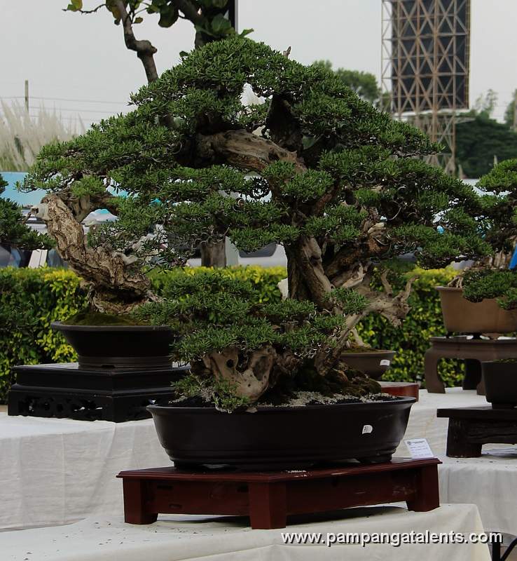Twintrunk - Bantigue Philippines Bonsai