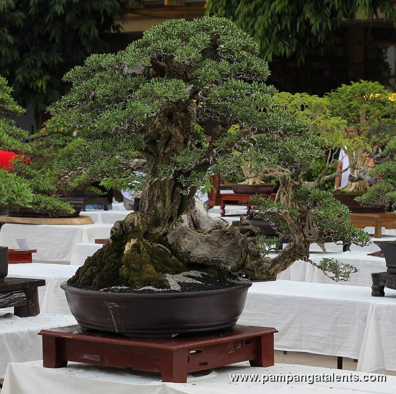 Twintrunk - Bantigue Philippines Bonsai