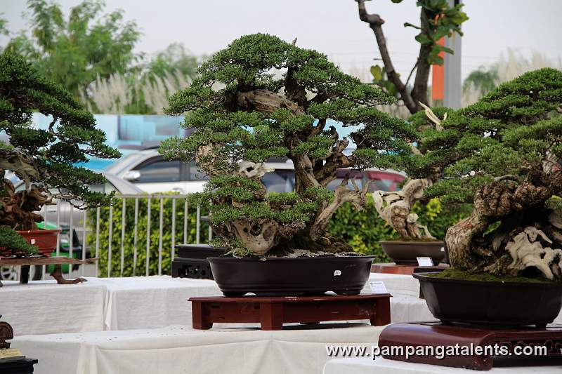 Twintrank - Bantigue Philippines Bonsai