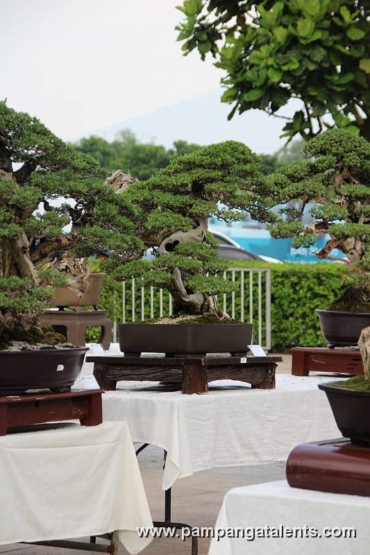 Twintrank - Bantigue Philippines Bonsai