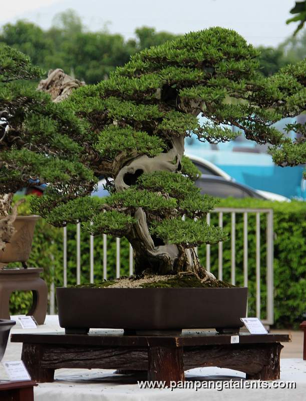 Twintrank - Bantigue Philippines Bonsai