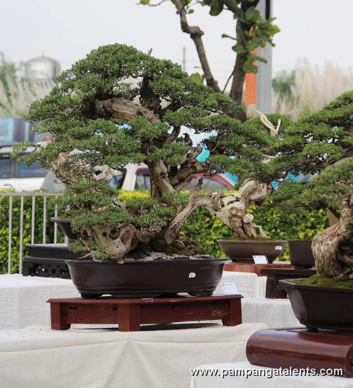 Twintrank - Bantigue Philippines Bonsai