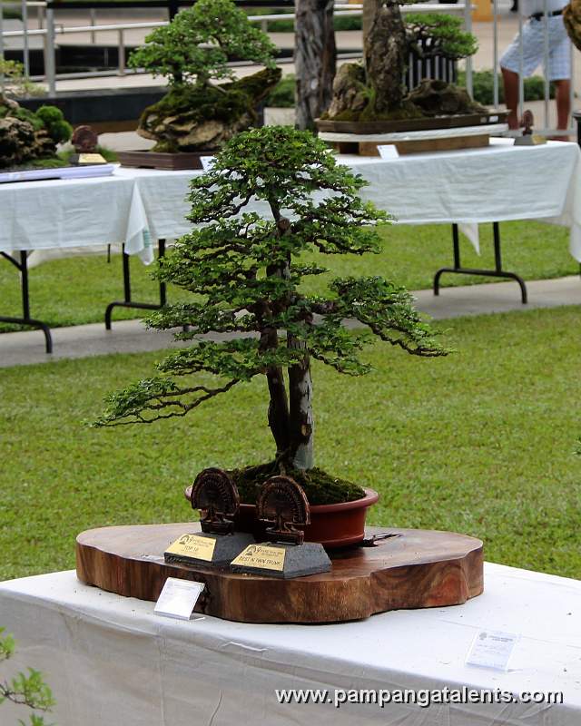 Twintrunk - Lemoncito Philippines Bonsai