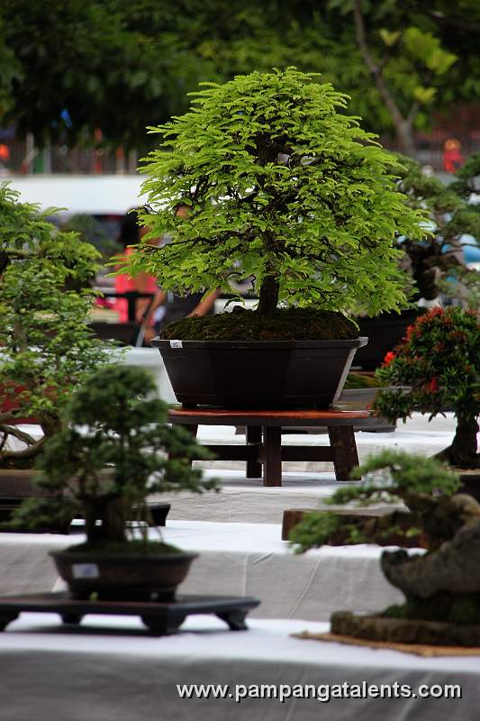 Broomstyle - Tamarind Philippines Bonsai
