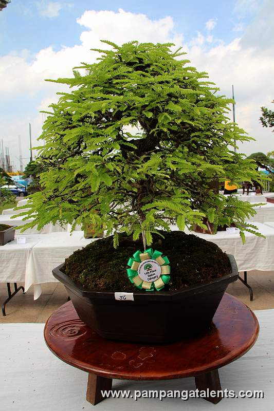 Broomstyle - Tamarind Philippines Bonsai