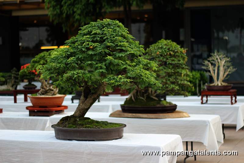 Twin trunk -  tamarind Philippines Bonsai