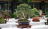 Agoho_Bonsai_1.JPG