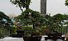 Bantigue_Bonsai_1.JPG