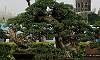 Bantigue_Bonsai_1b.JPG
