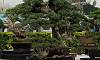 Bantigue_Bonsai_1c.JPG