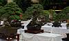 Bantigue_Bonsai_2.JPG