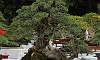 Bantigue_Bonsai_2b.JPG