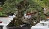 Bantigue_Bonsai_2c.JPG