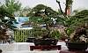 Bantigue_Bonsai_3.JPG