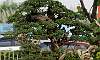 Bantigue_Bonsai_3b.JPG