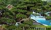 Bantigue_Bonsai_4b.JPG