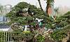 Bantigue_Bonsai_6.JPG