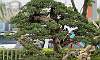 Bantigue_Bonsai_6b.JPG