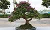 Bougaainvillea_Bonsai_1.JPG