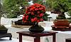 Santan_Bonsai_2.JPG