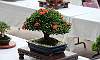 Santan_Bonsai_4.JPG