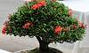 Santan_Bonsai_5.JPG