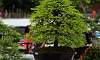 Tamarind_Bonsai_1.JPG