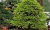 Tamarind_Bonsai_2.JPG